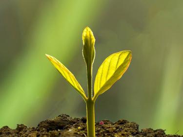 Pflanzenkeimling wächst aus der Erde
